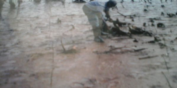 Planting Seeds on Robinson Island