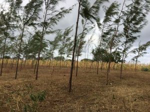 Casuarina trees on farm