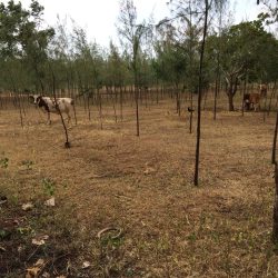 Cows grazing among st casuarina trees on farm