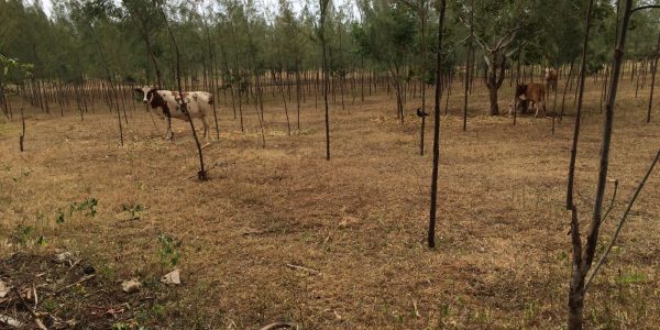 Cows grazing among st casuarina trees on farm