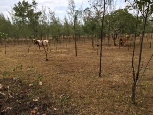 Cows grazing among st casuarina trees