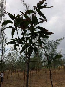 Mango tree on a farm