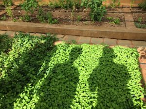 Herb garden in greenhouse