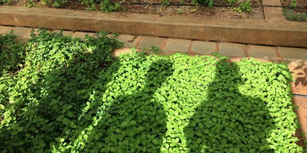 Herb garden in greenhouse
