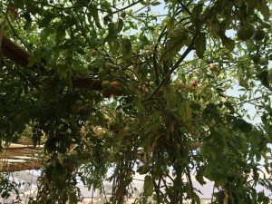 Tomatoes in green house
