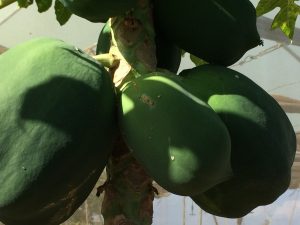 Papaya tree