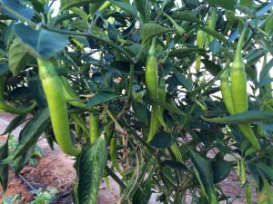 Chili tree