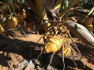 Yellow coconuts