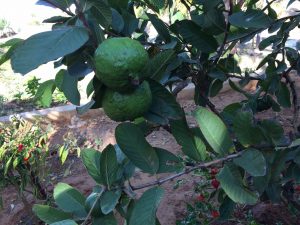 Guava tree