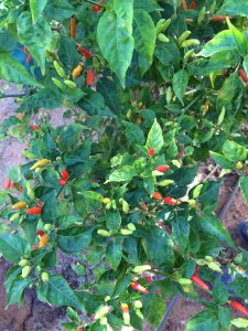 Chilies being grown