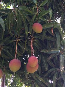 Mango tree