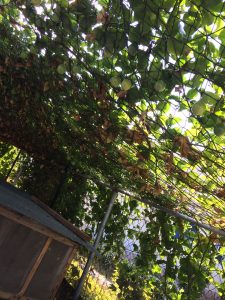 Passion fruit growing in peacock enclosure