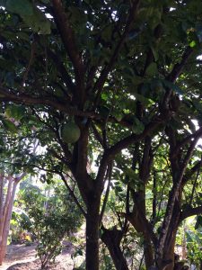 Apple Mango tree