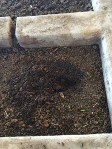 Earthworms help make great fertilizer
