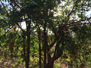 Pomegranate tree