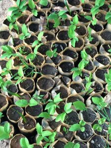 Nursary in Gongoni Kitalu