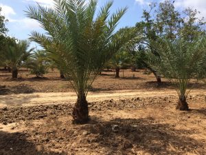 Date shamba in Marereni